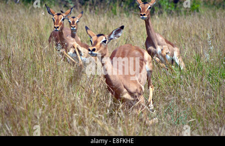 Red Impalas running in savannah, South Africa Stock Photo