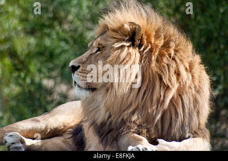 Portrait of a lion resting, Limpopo, South Africa Stock Photo