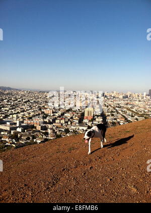 Dog walking on hill above city Stock Photo