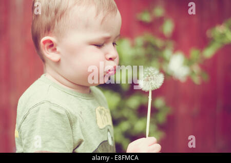 Baby boy blowing dandelion clock Stock Photo