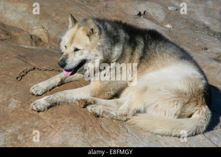 Husky dog lying on rock, Greenland Stock Photo