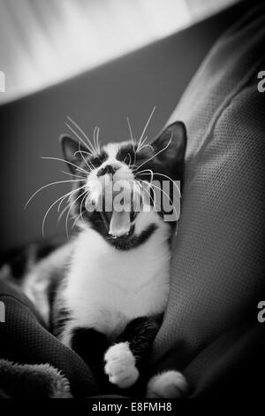 Turkey, Istanbul, Cat yawning Stock Photo