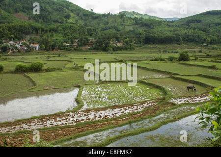 Aerial view water buffalo grazing  in paddy fields, Vietnam Stock Photo