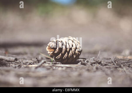 Close-up of Pine Cone Stock Photo