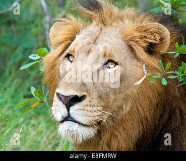 Portrait of lion, Limpopo, South Africa Stock Photo