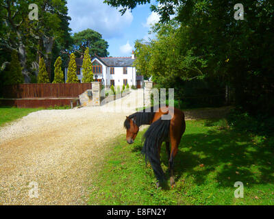 New Forest Pony outside a house, Brockenhurst, Hampshire, England, UK Stock Photo