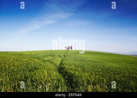 Spain, Pink tree in middle of green field Stock Photo