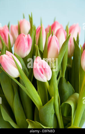 Close up of pink and white tulips Stock Photo