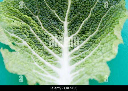 Close-Up of a Cabbage Leaf against a green background Stock Photo