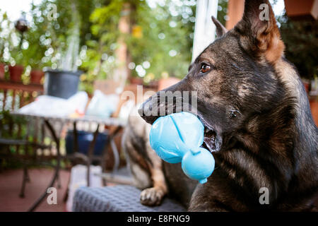 German Shepherd Dog with rubber toy in mouth Stock Photo