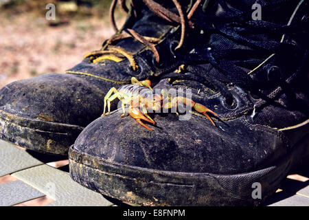 Scorpion (Hadrurus arizonensis) on walking boots, Arizona, United States Stock Photo