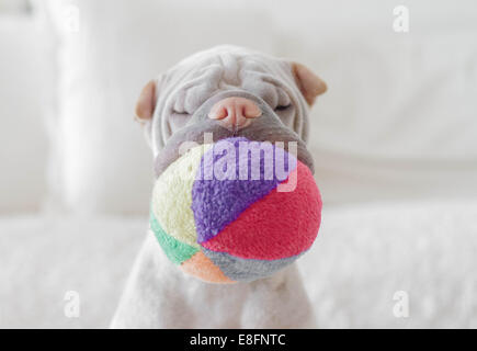 Shar pei dog with soft ball in its mouth Stock Photo