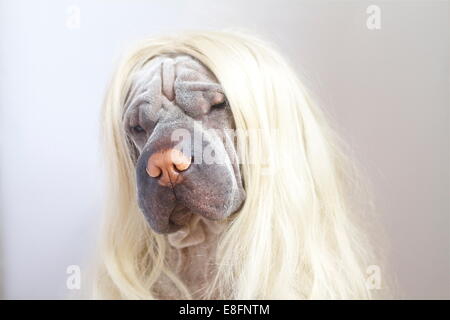 Shar pei dog wearing a long blonde wig Stock Photo