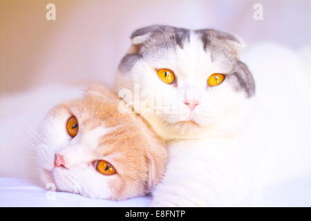 Portrait of two Scottish Fold cats lying on a bed together