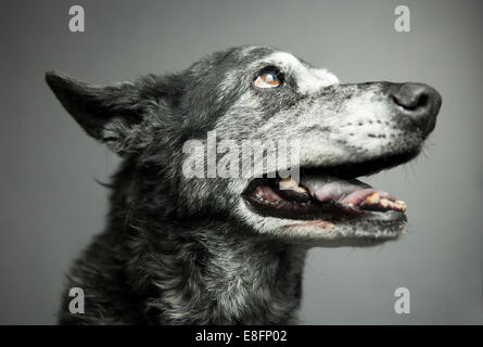 Portrait of a dog Stock Photo