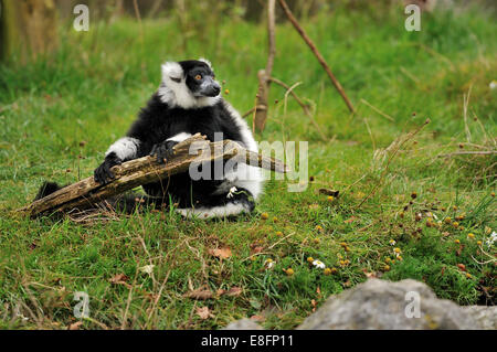 Black and White Ruffed Lemur holding a stick Stock Photo