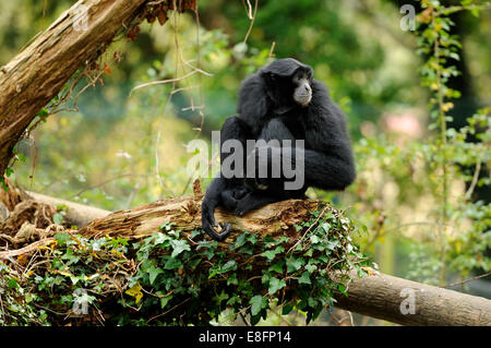 Siamang Gibbon sitting on log Stock Photo