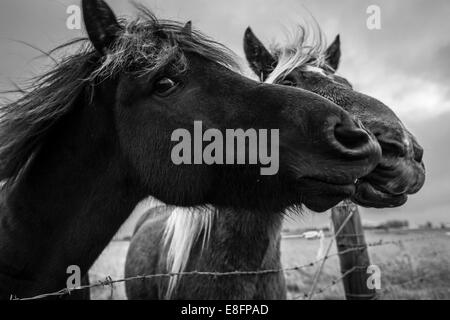 Islandic ponies on a farm in Iceland Stock Photo