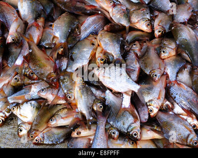 Close up of fish in market, Vietnam Stock Photo