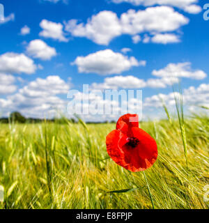 Close-up of poppy in field Stock Photo