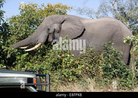 Elephant in the wild, safari truck close by Stock Photo