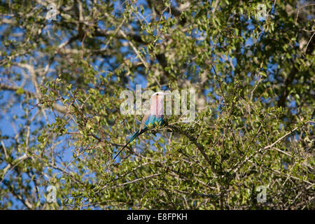 Colorful bird in tree Stock Photo