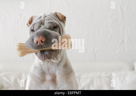 Shar-pei dog chewing on a plastic bone Stock Photo