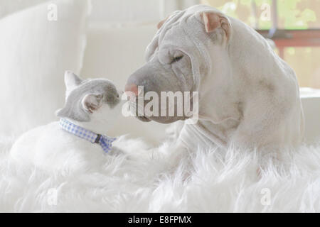 Shar-pei puppy and British shorthair kitten lying on a rug touching noses