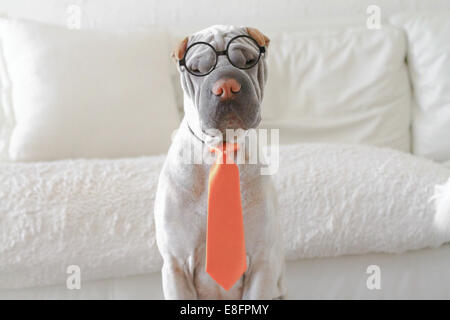 Shar-pei dog dressed as a business man Stock Photo