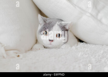 British shorthair cat hiding amongst  pillows Stock Photo