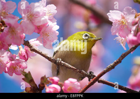 Close-up of Mejiro (Japanese White-Eye) bird sitting in Cherry blossom tree (sakura) Stock Photo