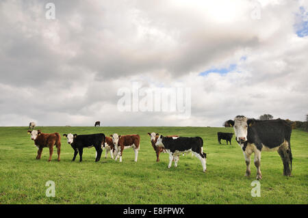 Picture of cows grazing on field Stock Photo