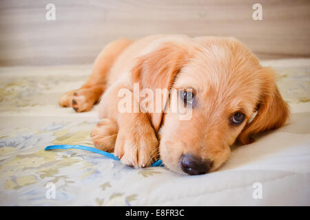 Golden retriever puppy lying on cushion playing with a ribbon Stock Photo