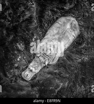 Overhead view of Hippopotamus (Hippopotamus amphibius) in water Stock Photo