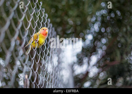 Agaporni bird sitting on metal fence, Malaga, Spain Stock Photo