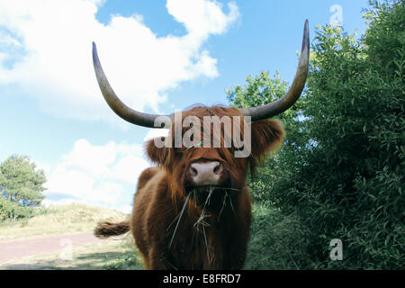 Scottish Highland Cow standing in rural landscape, Holland Stock Photo