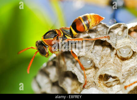 Australia, Western Australia, Perth, Wasp guarding hive Stock Photo