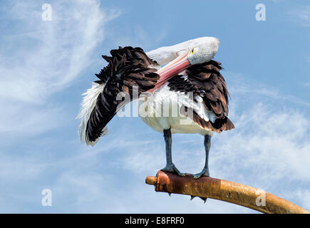 Australia, Australian Pelican preening his wing Stock Photo