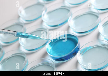 Pipetting blue coloured liquid into petri dishes Stock Photo