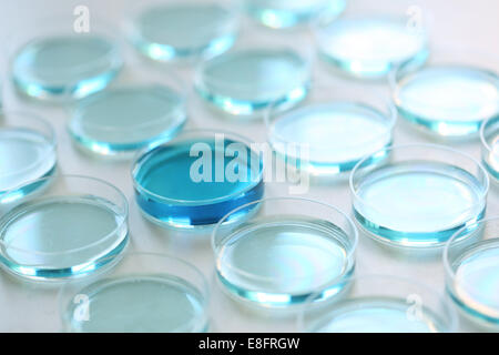 Petri dishes with blue liquid Stock Photo