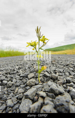 Plant growing in the middle of a gravel road, Palouse, Washington, USA Stock Photo