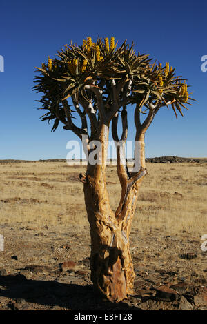 Lone quiver tree in Namib Desert, Namibia Stock Photo