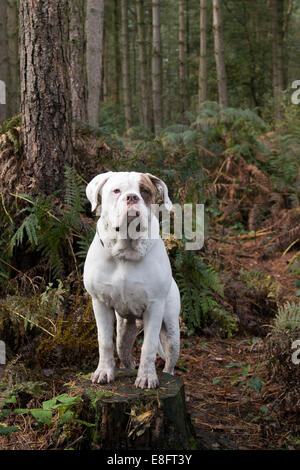 UK, England, West Midlands, Stoke-on-Trent, Hanchurch Woods, White Bulldog standing on tree stump in woods Stock Photo