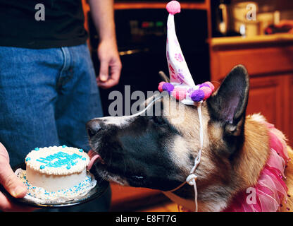 Dog licking birthday cake Stock Photo