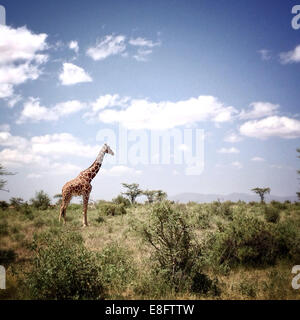 Portrait of a giraffe, Samburu National Park, Kenya Stock Photo