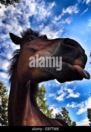 Close-up of a horse's head, Sweden Stock Photo