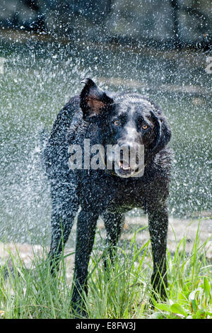 Dog drying off Stock Photo