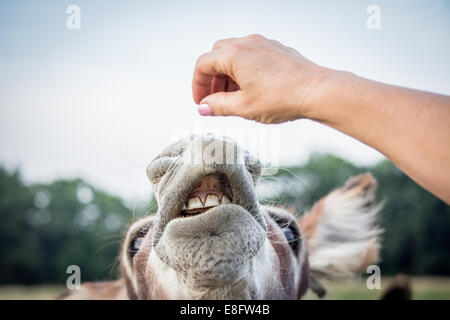Woman feeding donkey