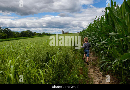 Boy running through corn fields, Wisconsin, USA Stock Photo