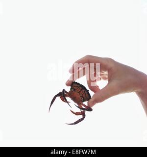 Close up of hand holding small crab Stock Photo
